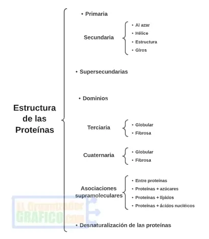 Cuadro Sinoptico De Estructuras De Las Proteinas