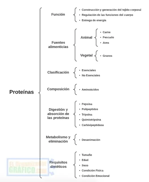 Cuadro Sinoptico De Las Caracteristicas De Las Proteinas