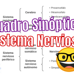 Cuadro Sinóptico del Sistema Nervioso