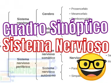 Cuadro Sinóptico del Sistema Nervioso