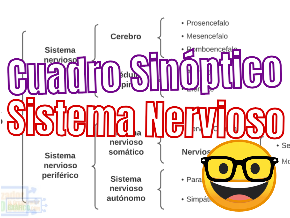 Cuadro Sinoptico Sistema Nervioso Ejemplos