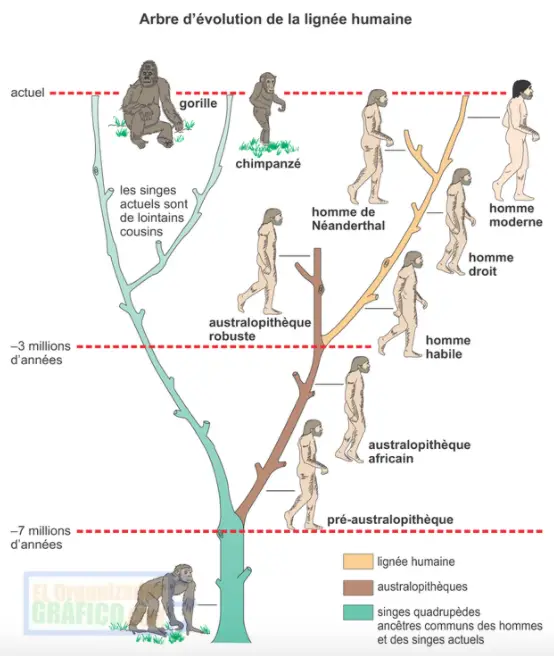 Mapa Mental Del Hombre Prehistorico