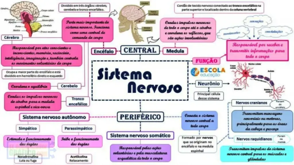 Mapa Mental Del Sistema Nervioso Central Y Periferico