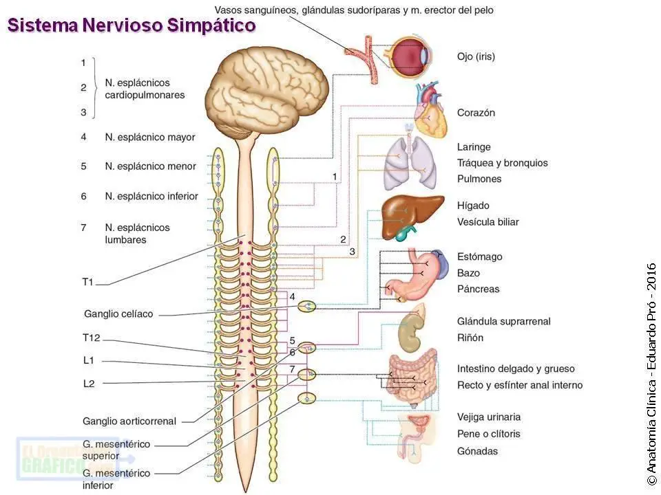 Mapa Mental Del Sistema Nervioso Central