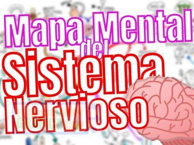 Mapa Mental Del Sistema Nervioso Ejemplos