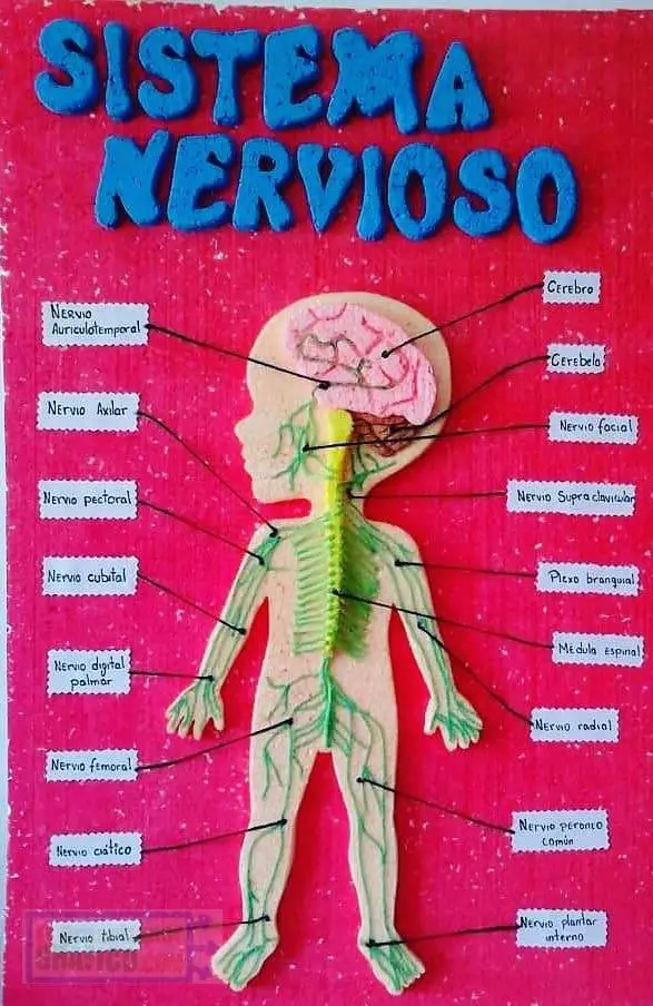 Mapa Mental Del Sistema Nervioso