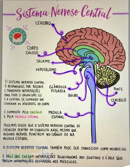 Mapa Mental Sistema Nervioso Central