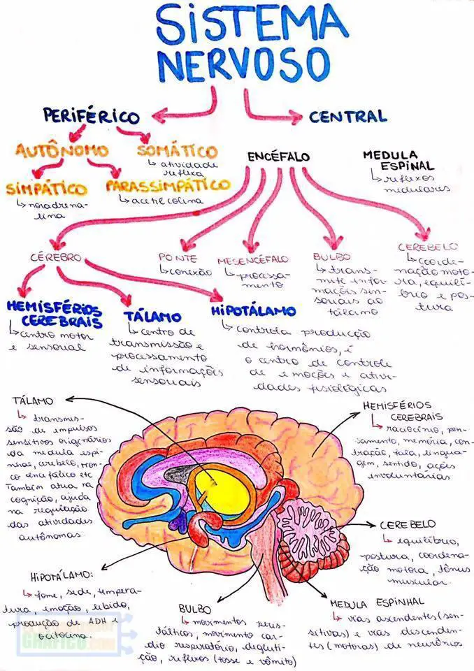 Mapa Mental Sistema Nervioso Perisferico Central