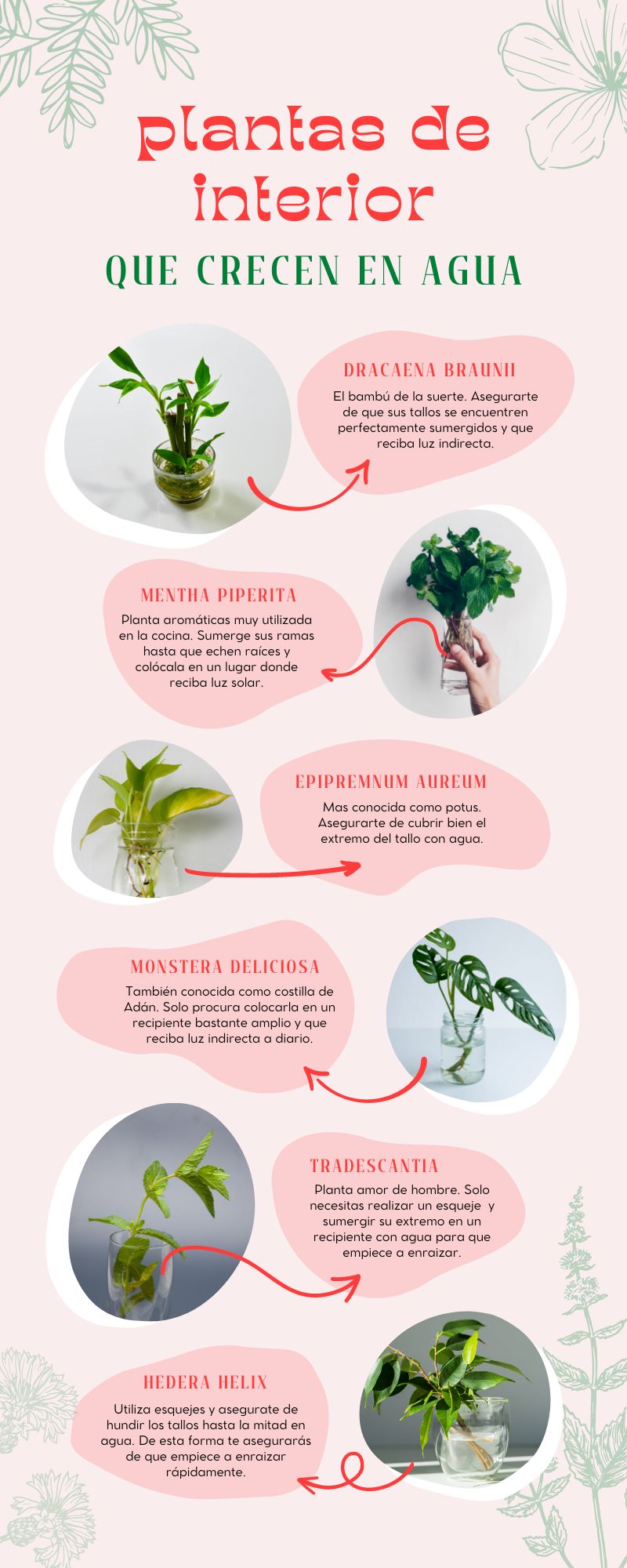 Ejemplo De Infografía De Plantas Que Crecen En Agua