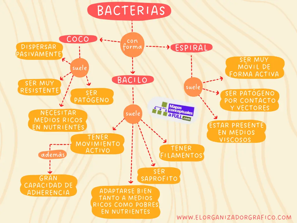 Ejemplo De Mapa Conceptual De Bacterias