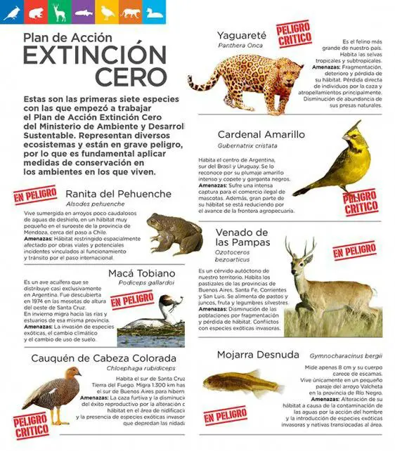 Ejemplo De Infografía Sobre Animales En Peligro De Extinción