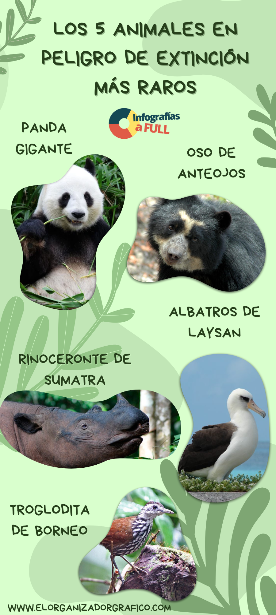 Infografía De Animales Mas Raros En Peligro De Extincion