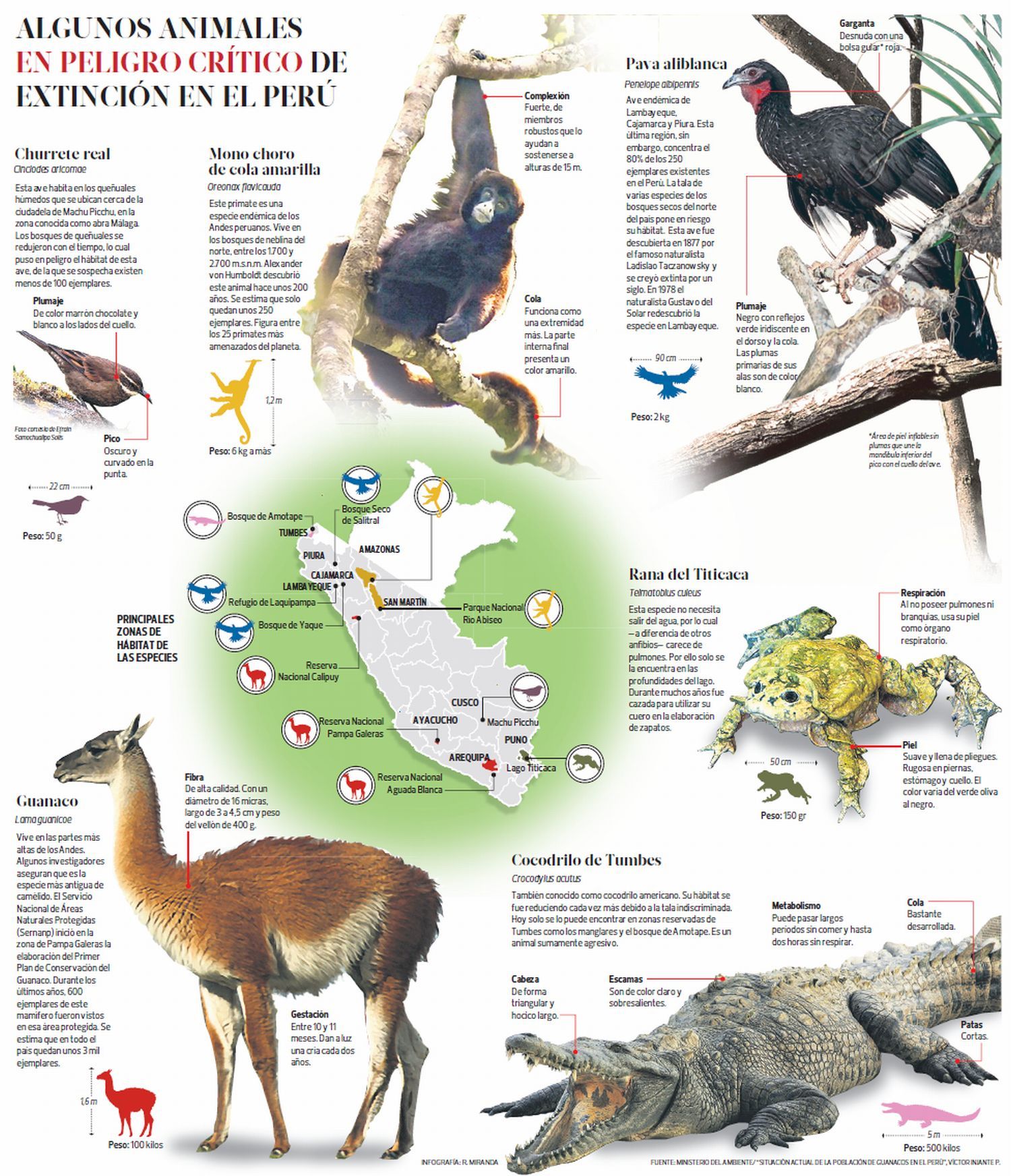 Infografía De Animales En Peligro De Extinción En El Perú