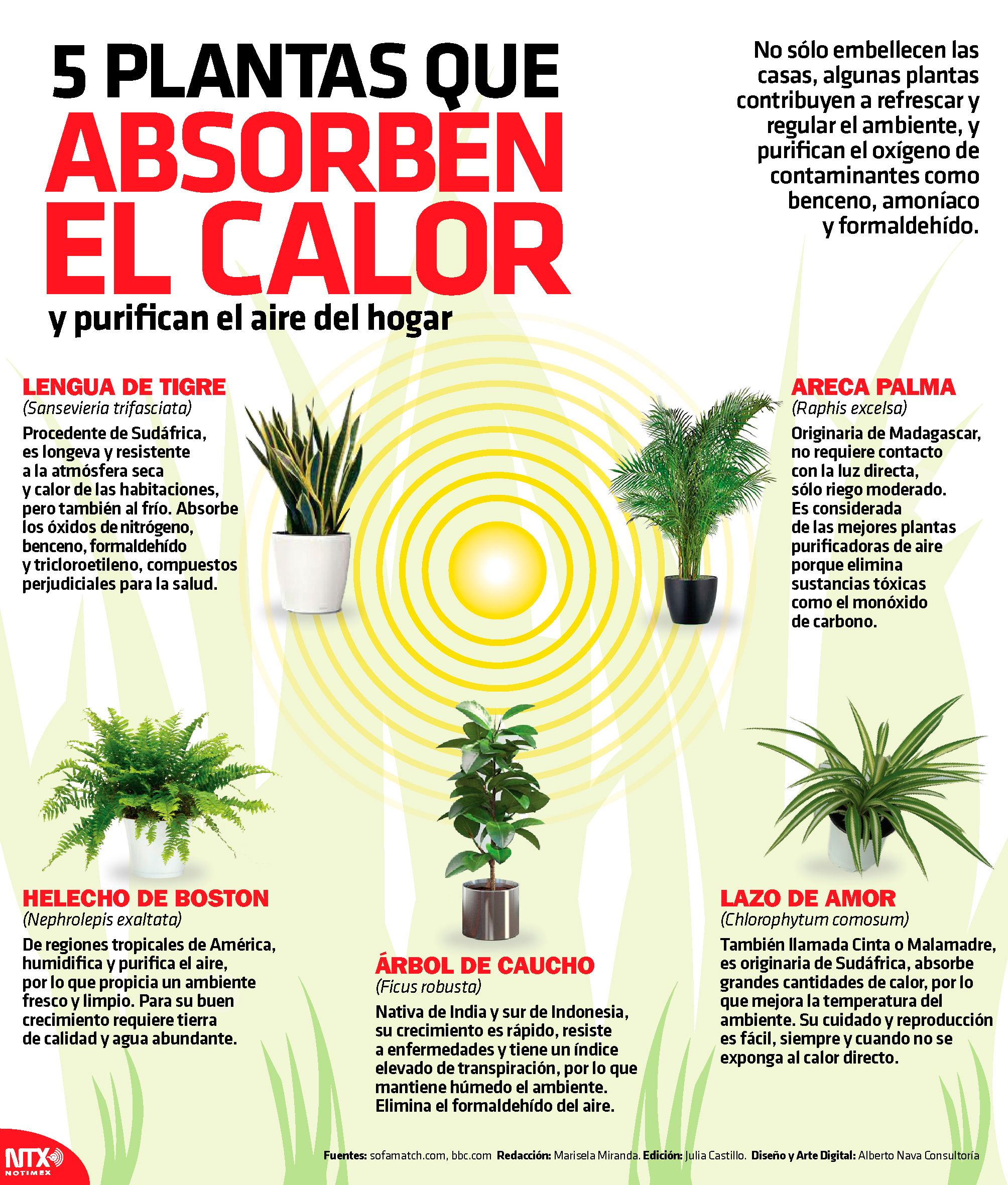 Infografía Sobre 5 Plantas Que Absorben El Calor