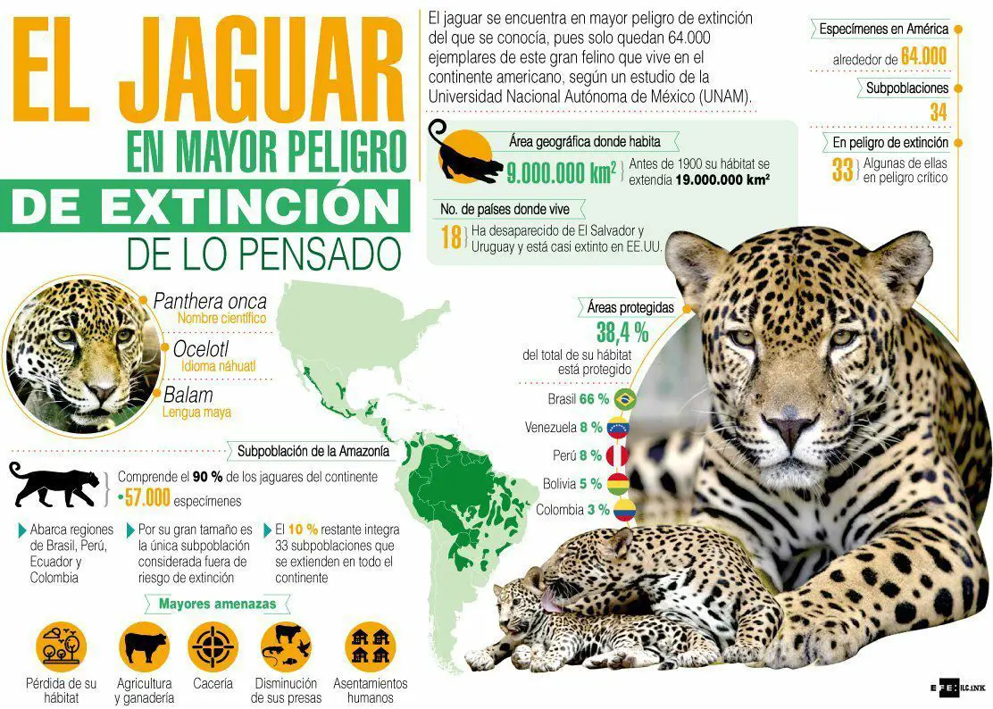 Infografía Sobre El Jaguar En Peligro De Extinción
