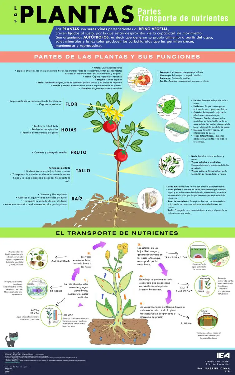 Infografía Sobre El Transporte De Nutrientes En Las Plantas