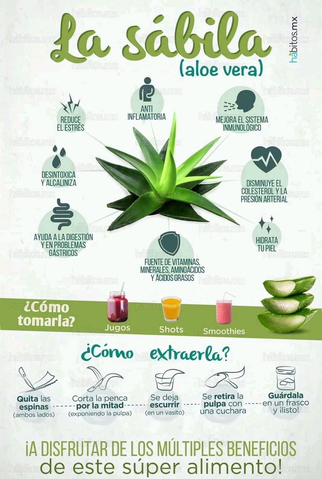 Infografía Sobre La Planta Sábila O Aloe Vera