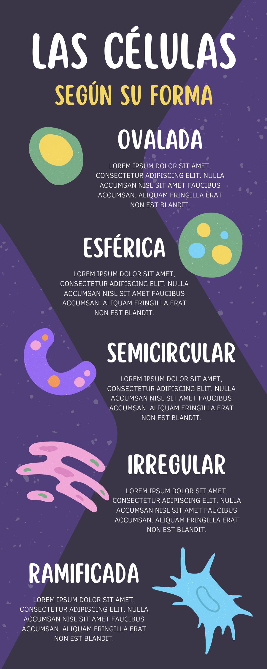 Otro Ejemplo De Infografía Científica Sobre Las Celulas