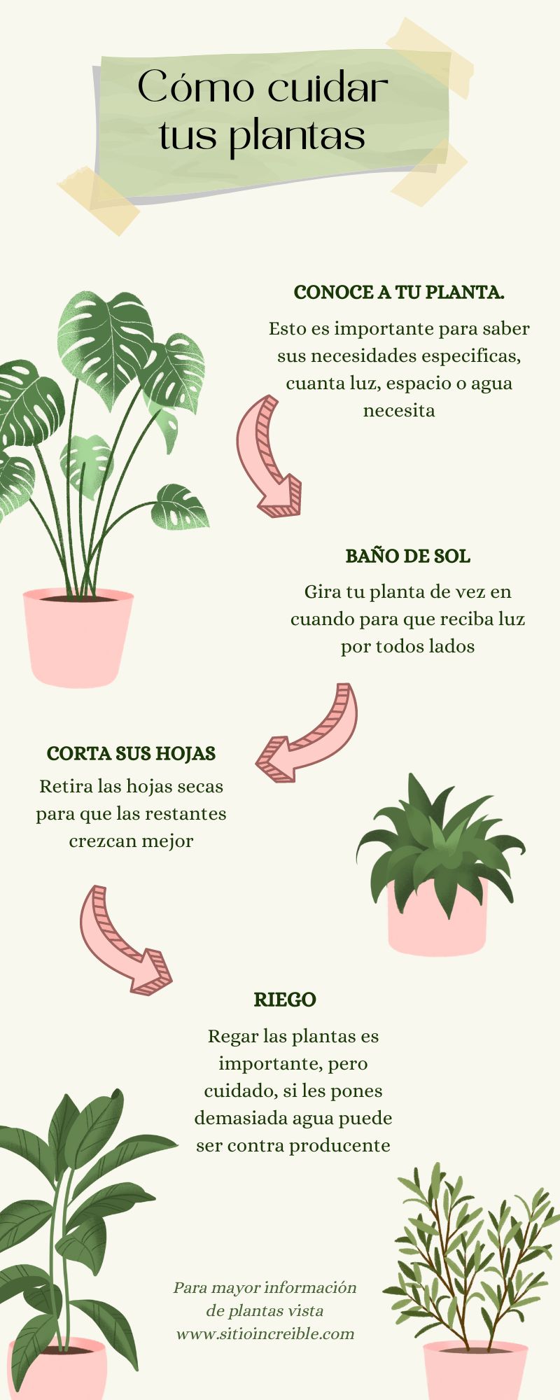 Otro Ejemplo De Una Infografía Sobre Como Cuidar Tus Plantas