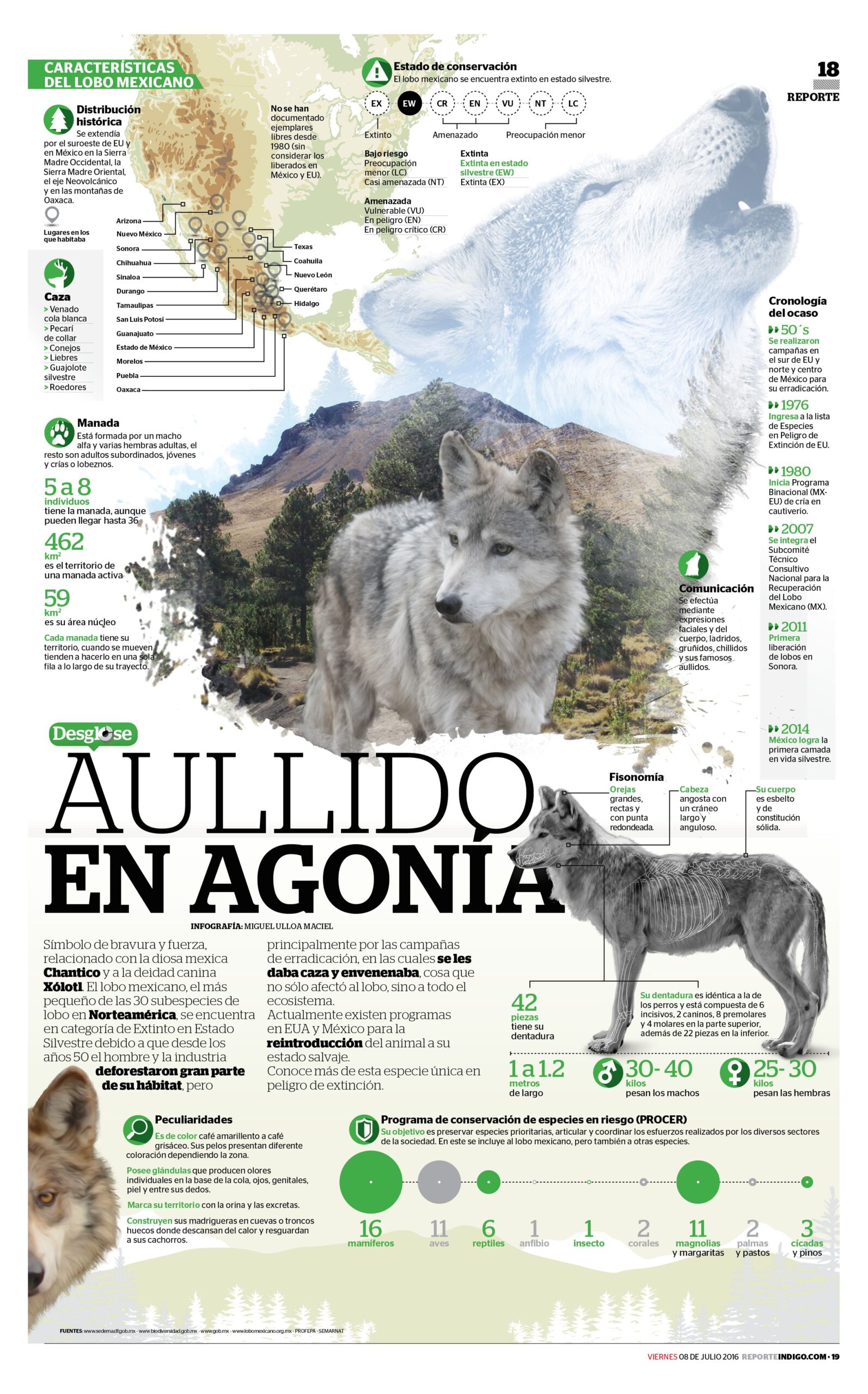 Otro Ejemplo De Una Infografía De Animales En Peligro De Extinción