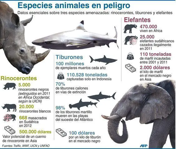 Infografía Sobre Elefantes En Peligro De Extinción